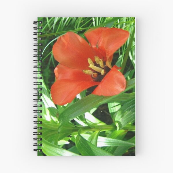 Item preview, Positive Red Hyacinth designed and sold by Flirt-Teez.