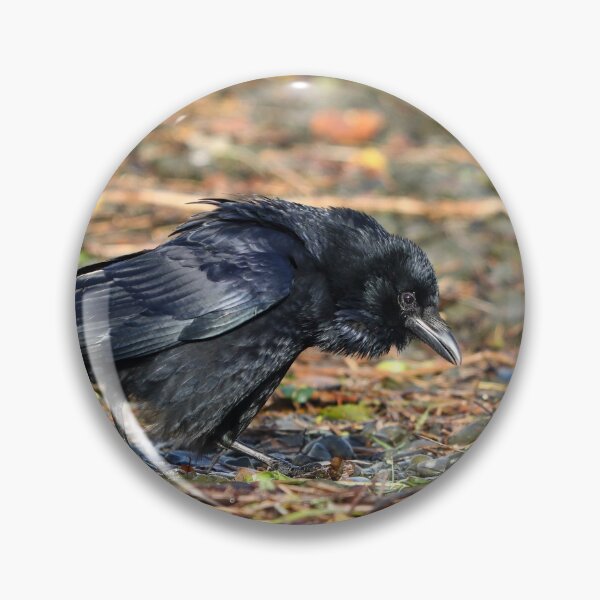 Item preview, Disgruntled crow designed and sold by GreyFeatherPhot.