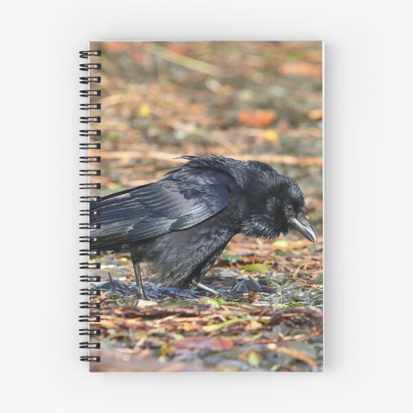 Item preview, Disgruntled crow designed and sold by GreyFeatherPhot.