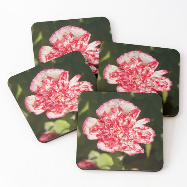 Item preview, blb carnation rose designed and sold by pcfyi.
