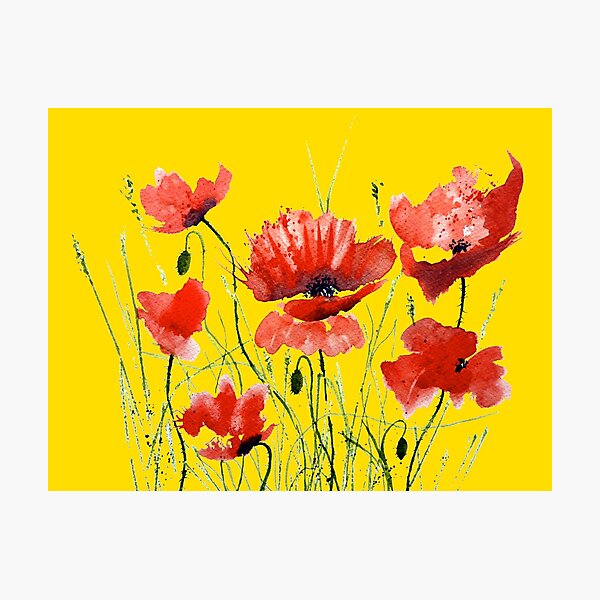 Golden Poppies Photographic Print