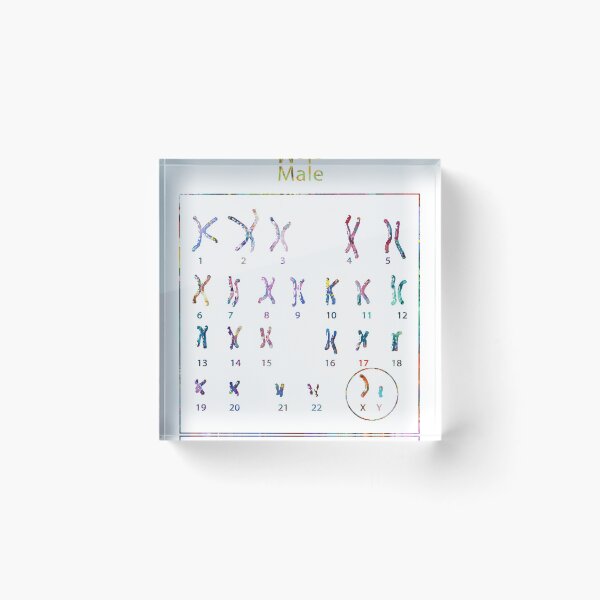 Item preview, Human Male Chromosomes designed and sold by EvasDreams.