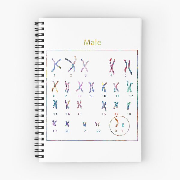 Item preview, Human Male Chromosomes designed and sold by EvasDreams.