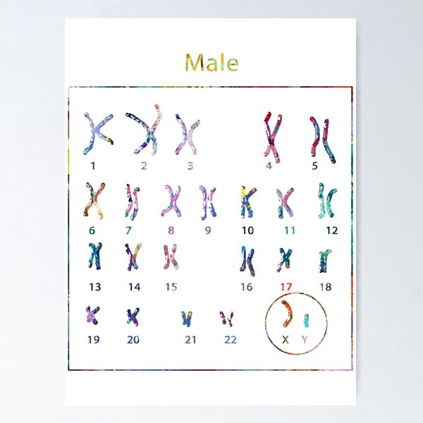Item preview, Human Male Chromosomes designed and sold by EvasDreams.