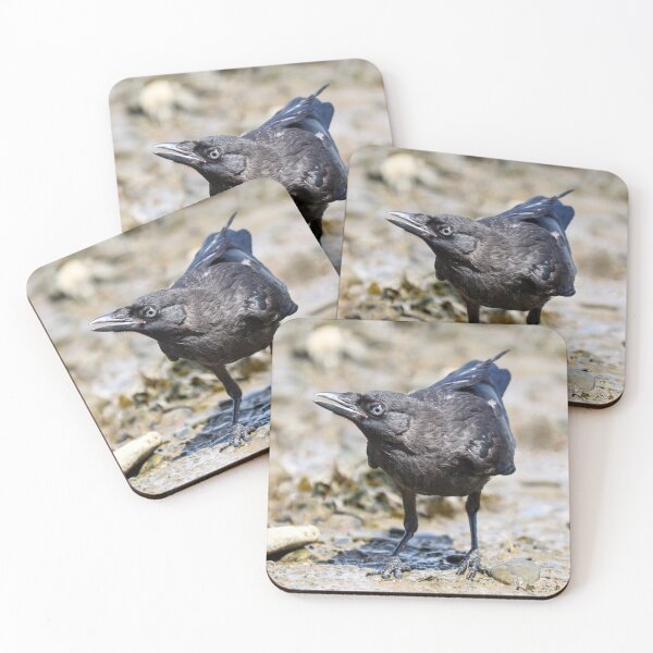 Item preview, Grajilla joven designed and sold by GreyFeatherPhot.