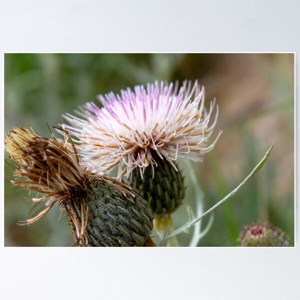 Item preview, Dune Thistle  designed and sold by JoyFitzhorn.