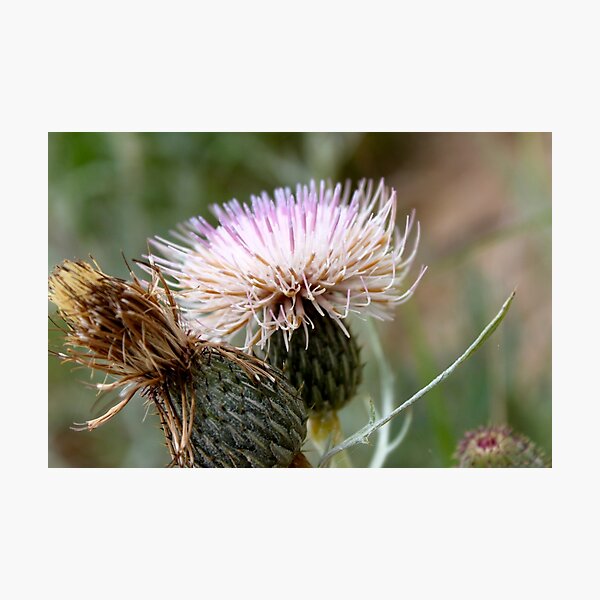 Item preview, Dune Thistle  designed and sold by JoyFitzhorn.