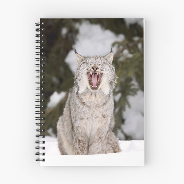 Artikelvorschau, Gähnender Luchs entworfen und verkauft von mlorenz.