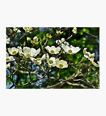 White Blossoms Photographic Print