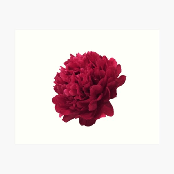 Item preview, Scarlet Peony In Full Bloom Close-up on White Background designed and sold by InalterataArt.