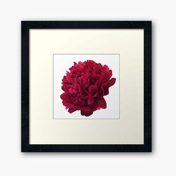 Item preview, Scarlet Peony In Full Bloom Close-up on White Background designed and sold by InalterataArt.