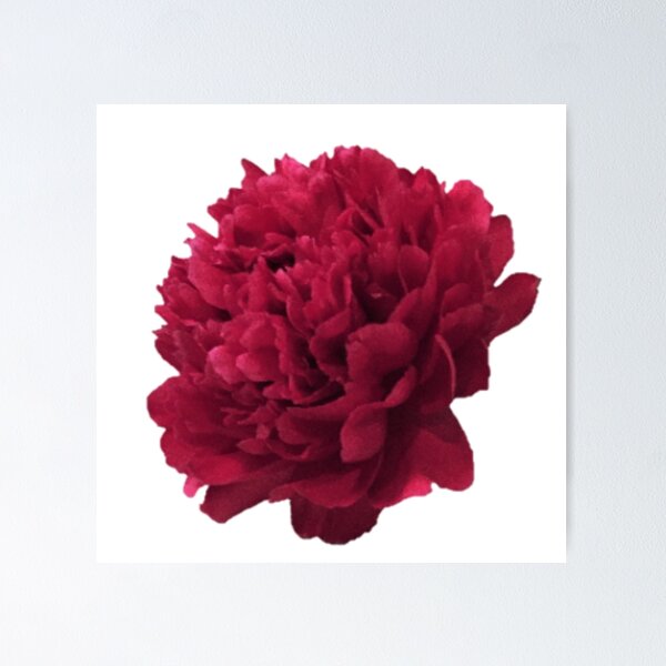 Item preview, Scarlet Peony In Full Bloom Close-up on White Background designed and sold by InalterataArt.