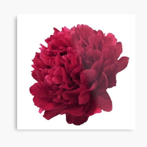 Item preview, Scarlet Peony In Full Bloom Close-up on White Background designed and sold by InalterataArt.