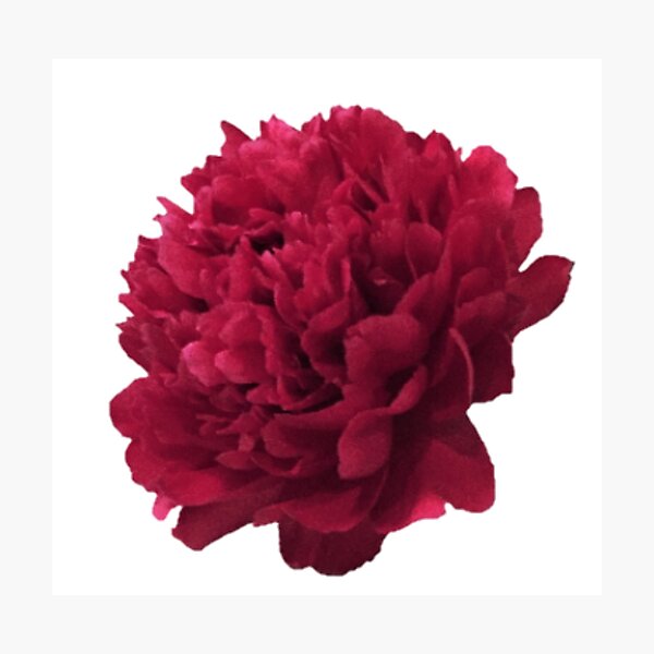 Item preview, Scarlet Peony In Full Bloom Close-up on White Background designed and sold by InalterataArt.