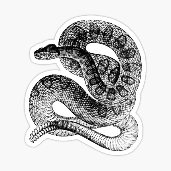 GREEN SNAKE GLOSSY POSTER PICTURE PHOTO cobra rattlesnake eyes python cool  1156