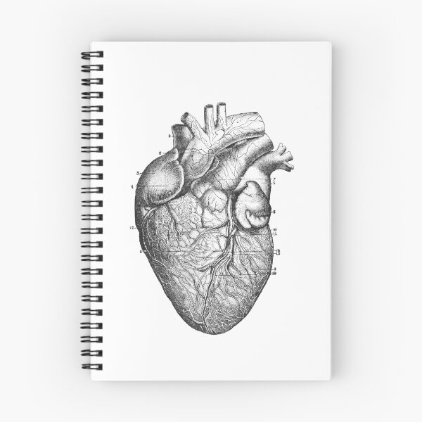 Item preview, Vintage Heart Anatomy  designed and sold by ProudNurse.