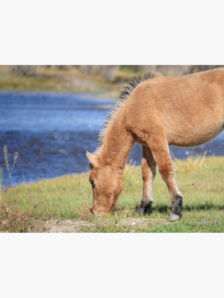 Young horse at the Tuul by silbart