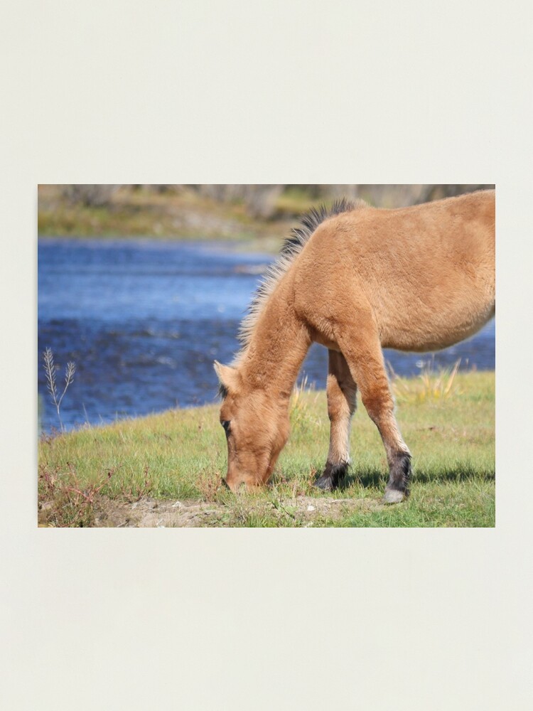 Alternate view of Young horse at the Tuul Photographic Print