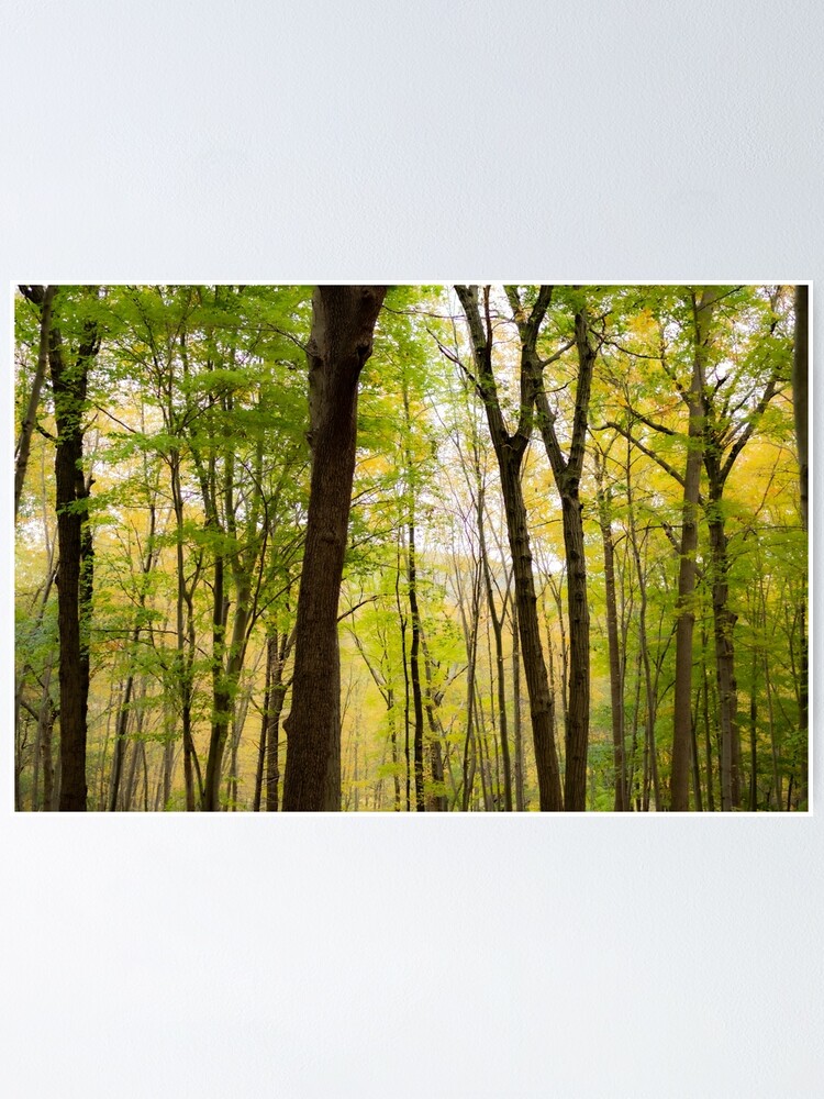 "New York Forest" Poster for Sale by TatianaNoir Redbubble