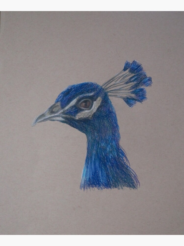 Peacock Drawing - How to Draw a Realistic Peacock! - Art in Context
