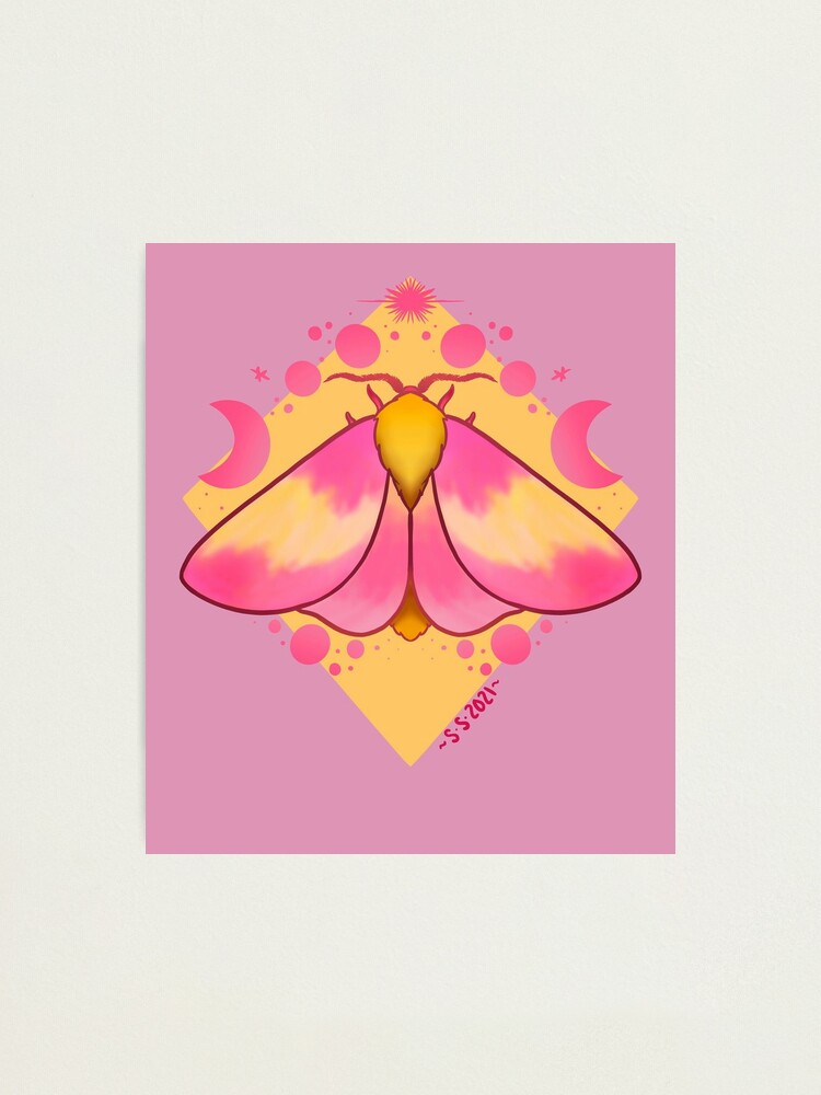 Rosy maple moth, an art print by pikaole - INPRNT