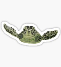 Green sea turtle Sticker