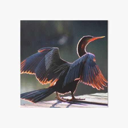 Anhinga Bird Art Board Print
