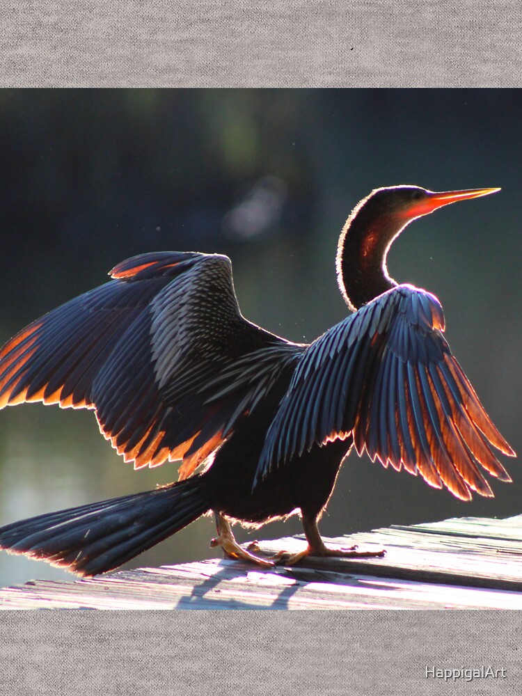 Anhinga Bird by HappigalArt