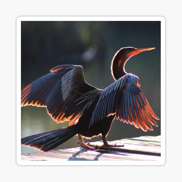 Anhinga Bird Sticker