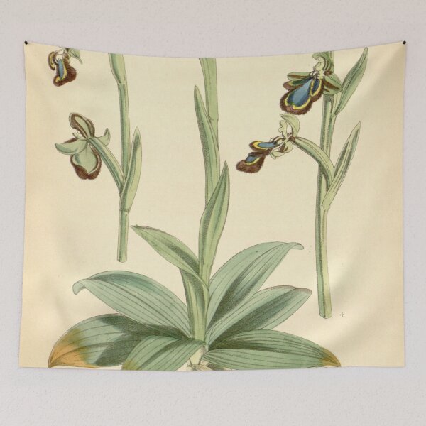 Item preview, Ophrys speculum Curtis' 96 (Ser. 3 no. 26) pl. 5844 (1870) designed and sold by EsotericBotanic.