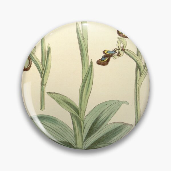 Item preview, Ophrys speculum Curtis' 96 (Ser. 3 no. 26) pl. 5844 (1870) designed and sold by EsotericBotanic.