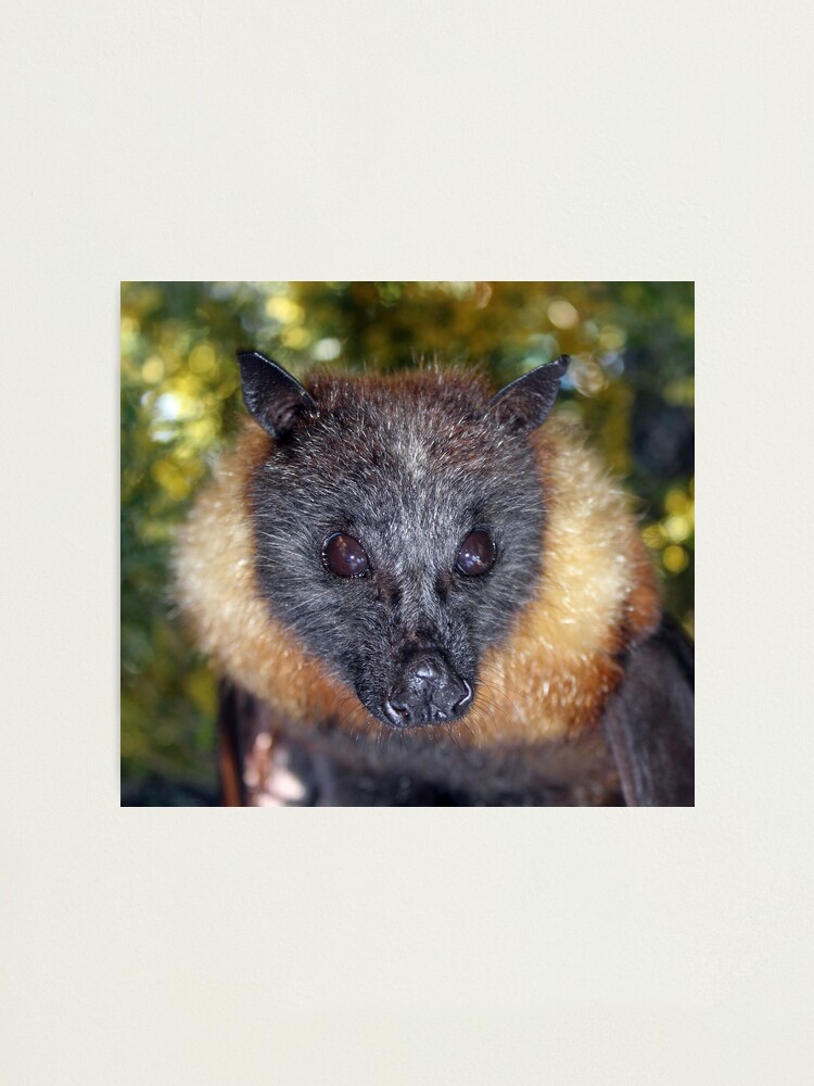 Impression Photo Walter Renard Volant A Tete Grise Par Orcinus Redbubble