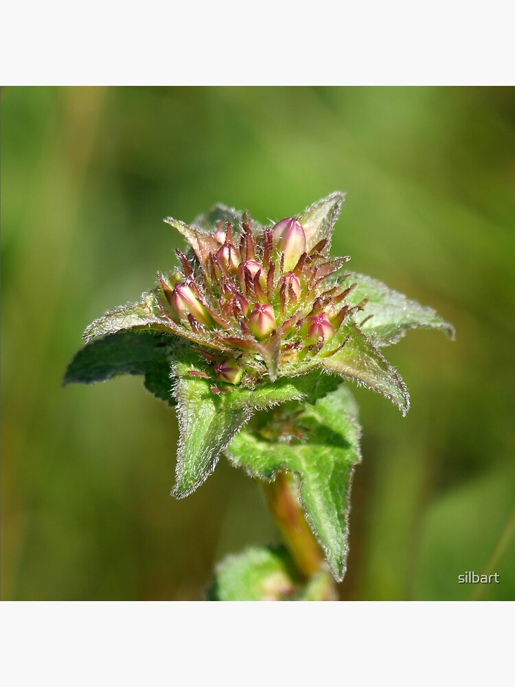 Mongolian mountain flower by silbart