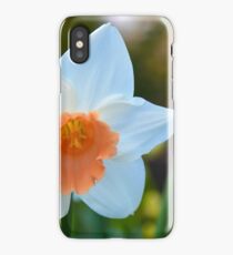 Daffodils iPhone Case/Skin