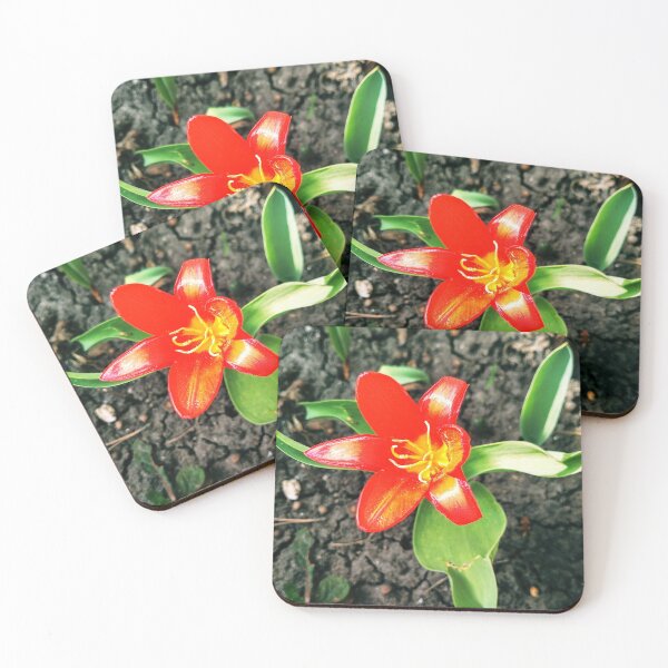 Item preview, Red beautiful tiger lily in full blossom, natural background  designed and sold by helenkaiy.