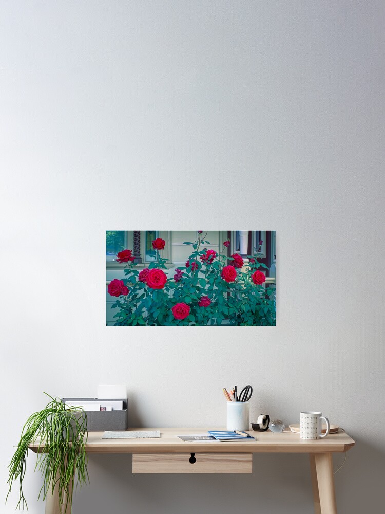 Thumbnail 2 of 3, Poster, Red Roses in Springtime designed and sold by sjphotocomau.