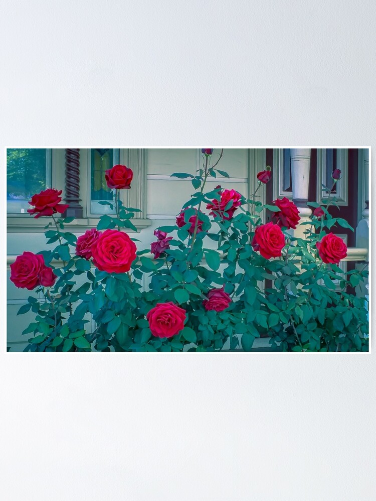 Thumbnail 1 of 3, Poster, Red Roses in Springtime designed and sold by sjphotocomau.