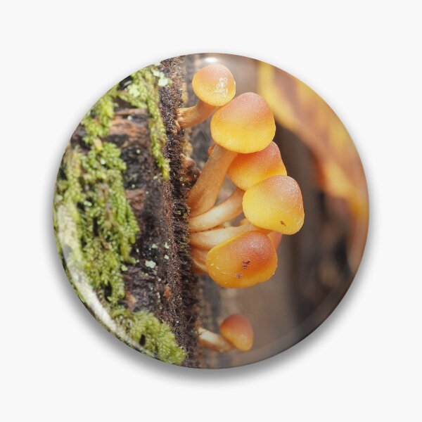 Item preview, Very young sulphur tuft mushrooms designed and sold by SDym Photography.