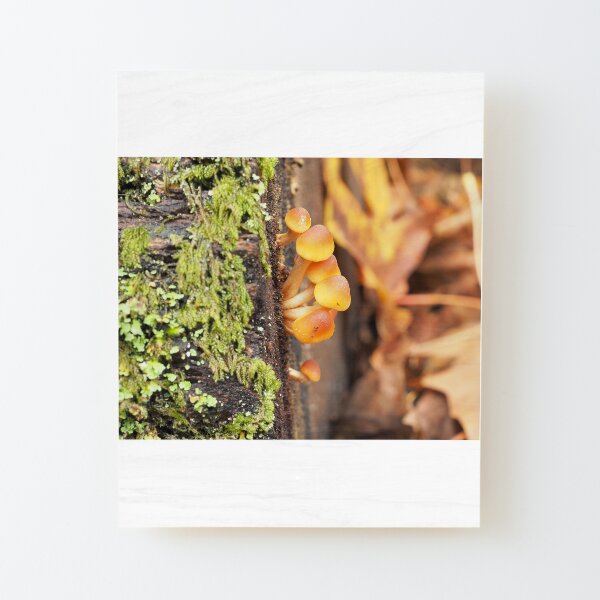 Very young sulphur tuft mushrooms Wood Mounted Print