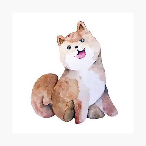 Shiba Impression photo