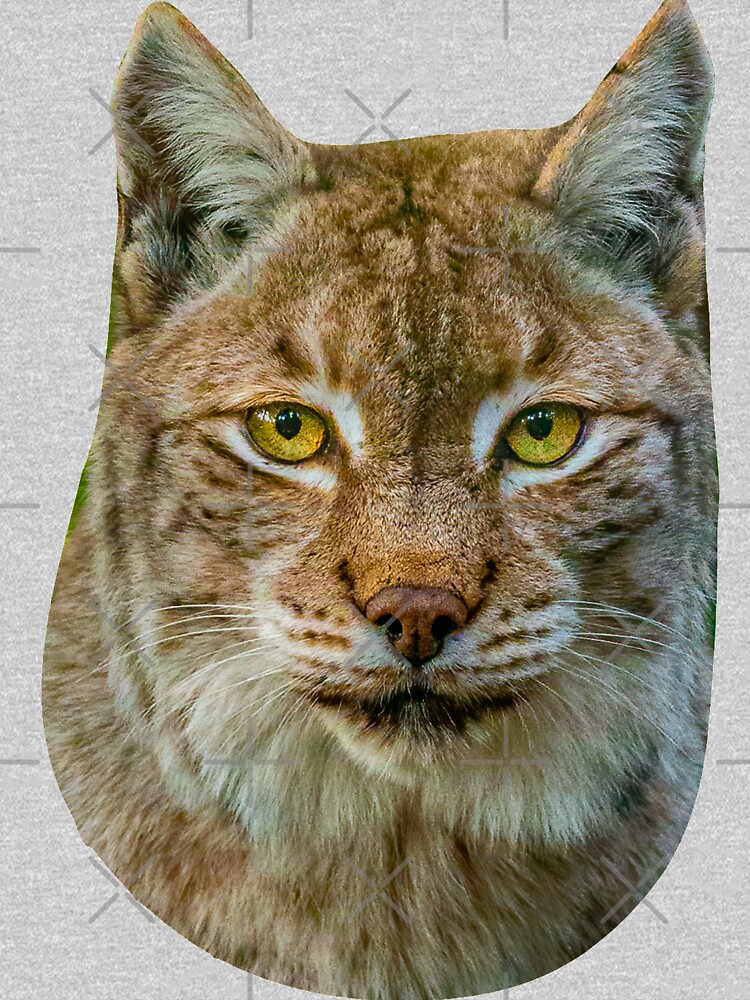 Eurasian Lynx by Dalyn