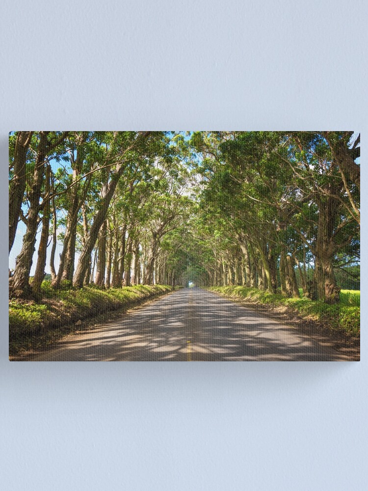 Alternate view of Eucalyptus Tree Tunnel - Kauai Hawaii Canvas Print