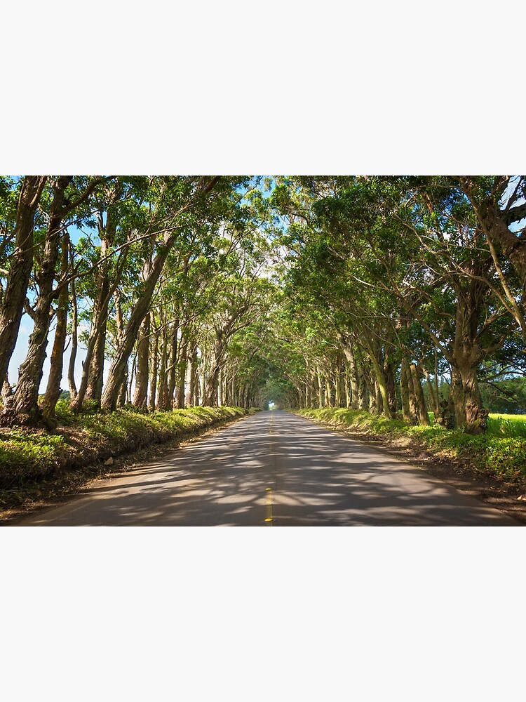 Eucalyptus Tree Tunnel - Kauai Hawaii by brianharig
