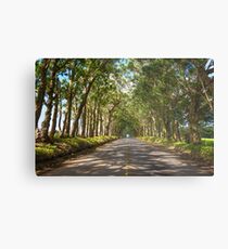 Eucalyptus Tree Tunnel - Kauai Hawaii Metal Print
