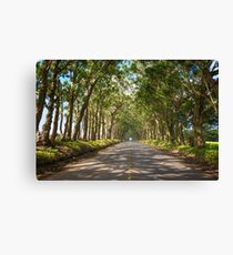 Eucalyptus Tree Tunnel - Kauai Hawaii Canvas Print