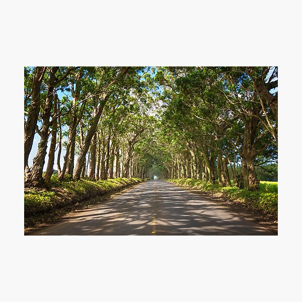Eucalyptus Tree Tunnel - Kauai Hawaii Photographic Print