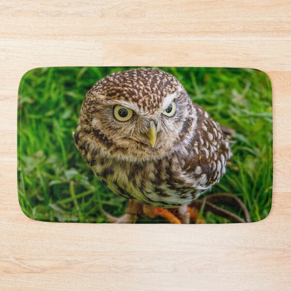 Item preview, Face of a Little owl designed and sold by Dalyndigital Photography.