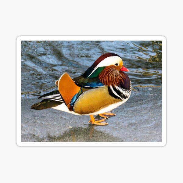 Item preview, mandarin duck cute nature animal designed and sold by funnyteen18.