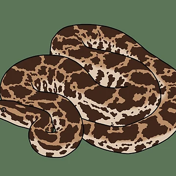 Artwork thumbnail, Indian python by taylorrowan