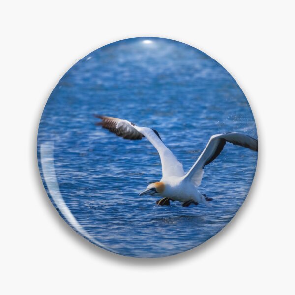 Item preview, Gannet Take Off #2 designed and sold by DVart-nz.